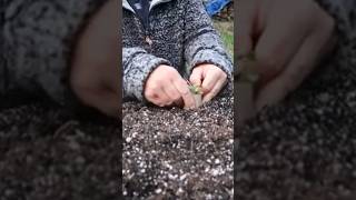 Cutworms Protect Your Plants [upl. by Yanahc]