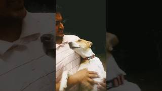 Duniya Mein Rahana Hai To kam kar Pyare create with dogdoglovers funnyanimals viralshorts [upl. by Ikaz]