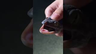 Wild Tokay Gecko  Herping with davkaufmansreptileadventures [upl. by Sirovaj]