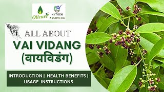 Vai Vidang  Embelia Ribes  Health Benefits Revealed Wellness  Usage  Vidanga [upl. by Godbeare60]