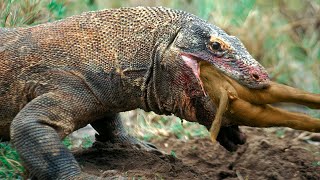 15 BRUTAL Moments Of Komodo Dragons Eating Their Prey Alive [upl. by Adihaj]