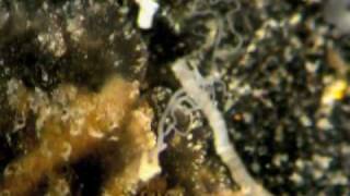 Benthic Ctenophores in Bocas del Toro [upl. by Budworth785]