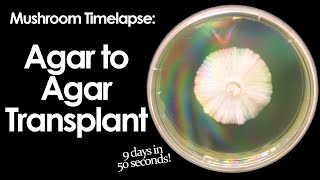 Mycelium Growth Timelapse  Agar to Agar Transfer [upl. by Mcdonald]