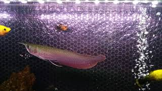 Tanning Arowana Silver Red Ukuran 20cm dengan Lampu Tanning Amara Tipe T8AA600 [upl. by Acinoda]