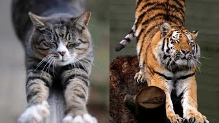 Top 6 datos parecidos entre gatos y tigres 🐅 [upl. by Nyladnar]