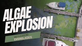 Toxic Algae in Floridas Everglades What Went Wrong  Battleground Everglades [upl. by Aillemac]