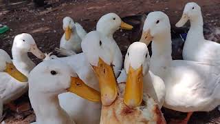 Pekin ducks ate bread from my hand [upl. by Ecnarepmet]