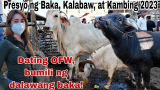 February 09 2024 Presyo ng Baka Kambing Kalabaw at Kabayo  Dji Osmo Action 4  Livestock Farming [upl. by Nodaj]