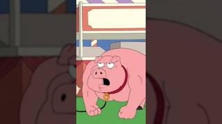 Stewie Wins Pig Contest Oink Family Guy [upl. by Prestige214]