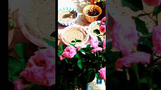 Garden work flowers plants nature viralvideos viralshort [upl. by Kimmel]