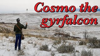 Cosmo Thinks Shes a Gyrfalcon January 17 2024 [upl. by Ellenor597]