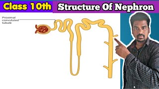 Structure Of Nephron  Nepron Structure  Nephron [upl. by Attelrak384]