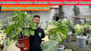 MONSTERA  MONSTERA VARIGATA PERFORM KUALTIAS TERBAIIK ⁉️ WAH ADA MONSTERA MINT EKONOMIS [upl. by Leggett]