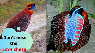 Temminck’s Tragopan  Tragopan Pheasant  Tragopan Pheasant Display [upl. by Asilenna401]