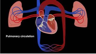 Pulmonary and systemic circulation 2017 HD [upl. by Noraj]