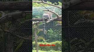 Lemur Ring tailed lemur Madagascar animals video [upl. by Stasny]