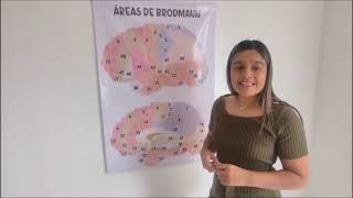 AREAS DE BRODMANN [upl. by Mich]