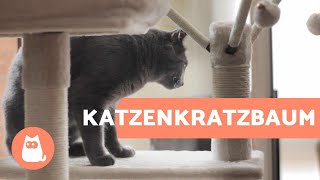 Kratzbaum für Katzen  Vorteile und optimaler Stellplatz [upl. by Tyre]