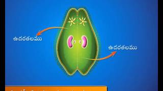 Paramecium  Conjugation [upl. by Nnylsor]