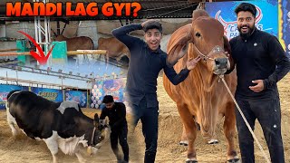 GAYI NE TAKAR MARDI🤬  SyedFahad [upl. by Gypsy241]