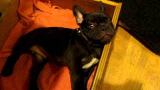 Frog Frenchie Fun French Bulldog Puppy Argues Bedtime [upl. by Eirruc]