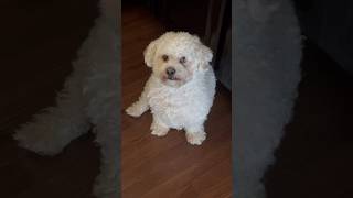 Hand it over cheesetax dog maltipoo puppy shorts shortvideo cheese cute shortsfeed [upl. by Mosnar]