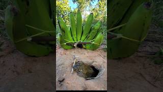 Survival Skills SIMPLE and USEFUL withTrap frogs Using bananas bushcraft camping outdoors [upl. by Loggins]