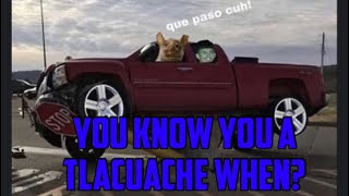 You Know You A Tlacuache When [upl. by Hogle872]