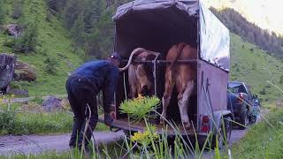 👨‍🌾Agrarwirtschaft in den Bergen 🏔 🐮 Ab auf die Alm 2018🐮 [upl. by Laubin]