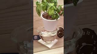 Plants time lapse 7 varieties bottomwatering houseplants timelapse plants indoorplants [upl. by Lana]