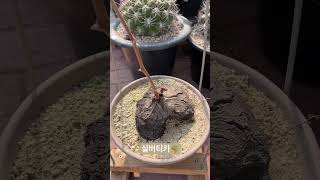 실버티카🪴Dioscorea sylvatica 아프리카식물 plants 반려식물 구근식물 caudex [upl. by Mandler]