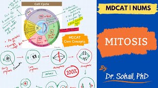 Mitosis  Cell cycle  MDCAT  NUMS  NEET [upl. by Kaenel241]