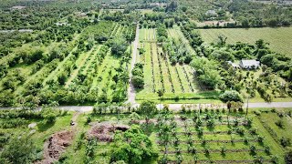 Check Out This 15Acre Organic Tropical Fruit Operation [upl. by Eneles]