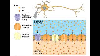 Chapter 48 Neurons Synapses and Signaling [upl. by Pappas]