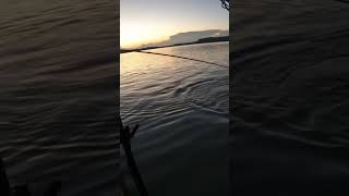 Muskies don’t like nets muskiefishing muskie musky [upl. by Jacobah71]