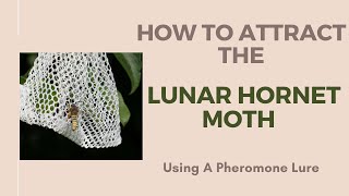 Attracting moths A beginners guide on how to use a pheromone lure [upl. by O'Donnell]