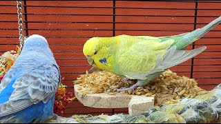 budgie parakeet sounds for lonely birds to make them happy [upl. by Phelgon]