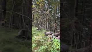 Norwegian Woods at Nordbytjernet in Jessheim wanderlusttravel wanderlust norway [upl. by Anilec]