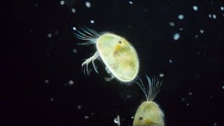 Ostracods under the microscope [upl. by Ymrej]