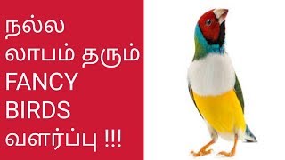 நீங்களும் வளர்க்கலாம் Fancy Birds  குறைந்த இடம் குறைந்த முதலீடு நிறைந்த வருமானம் [upl. by Fina]