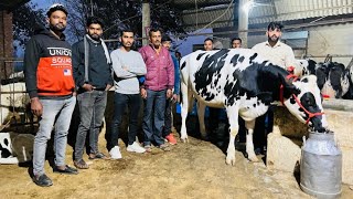 Lowest rate hf cows of Punjab  Diamond 💎 Breed  Sahib Dairy Farm [upl. by Agata]