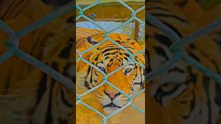 TwoColored Eyes Tiger 😲 anime animeedit zooanimals [upl. by Anella728]