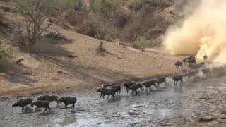 Lion attacking Cape Buffalo at Chitake Springs Mana Pools National Park Zimbabwe [upl. by Sehguh928]