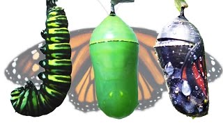 Monarch Butterfly Metamorphosis Timelapse FYV [upl. by Rachele12]