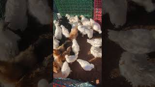 So cute silkieslatest viral organicfarming youtubeshorts greenhome [upl. by Henrietta427]