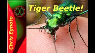 Tiger Beetle Bites my Finger Nature Now [upl. by Grenier]