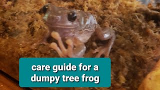 care guide for a dumpy tree frog [upl. by Anson]