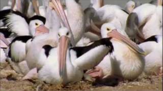 Pelicans  Outback Nomads  Documentary Full Film [upl. by Enak]