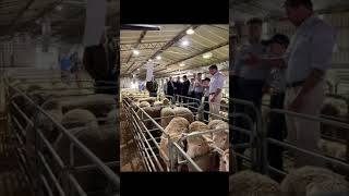 Show Time Oct 2024 Cowra CW NSW 🦘🦘🇭🇲🍿🐂🐏🐑🐕😻🤠 [upl. by Krute615]