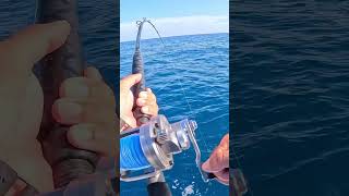 This Worked Too Well Live Pinfish for Offshore Snapper fishing keywest florida epic [upl. by Alfonse]